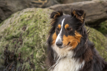 Sheltie head study