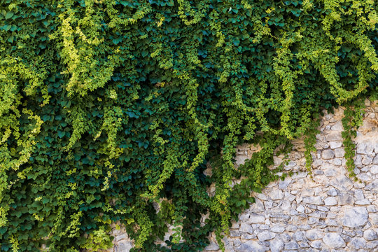 green ivy growing at old stone wall