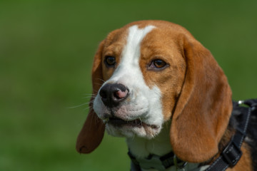 Beautiful Beagle