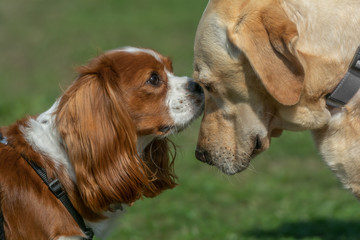 A meeting of two dogs