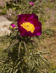 A flowering Paeonia rhodia. Botanical Garden, KIT Karlsruhe, Germany, Europe