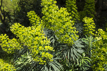 Large Mediterranean spurge (Euphorbia characias) in flowers. Botanical Garden, KIT Karlsruhe,...