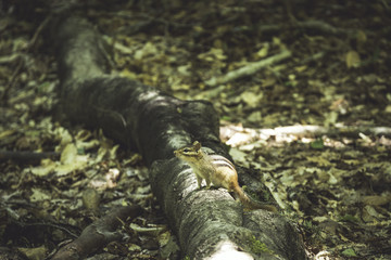 Chipmunk on Log