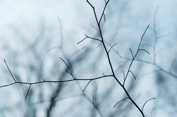 Branch on background of forest