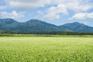Fototapeta premium 蕎麦の花と蒜山 (岡山県真庭市蒜山地域より撮影)