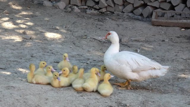 Ducklings With Mother - Domestic Duck Brood
