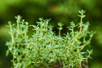 Green fresh thyme plant close up detail