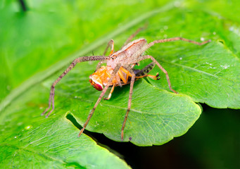 Male Slender Crab spider or small huntsman (Arachnida: Araneae: Philodromidae: Tibellus oblongus) eating a signal fly (Platystomatidae Scholastinae) on a green leaf isolated with black background