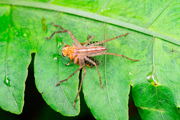Male Slender Crab spider or small huntsman (Arachnida: Araneae: Philodromidae: Tibellus oblongus) eating a signal fly (Platystomatidae Scholastinae) on a green leaf isolated with black background