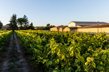 Fototapeta na wymiar rural road and green grapes at farm in provence, france