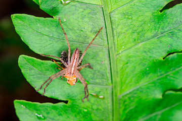 Male Slender Crab spider or small huntsman (Arachnida: Araneae: Philodromidae: Tibellus oblongus) eating a signal fly (Platystomatidae Scholastinae) on a green leaf isolated with black background