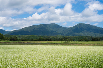 蕎麦の花と蒜山　(岡山県真庭市蒜山地域より撮影)