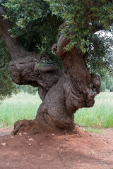 Tronco di ulivo secolare