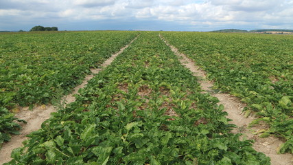 Fototapeta na wymiar agricultural field of sugar beet before harvesting