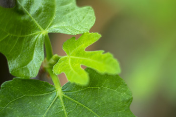 closeup green leaf with light effect background