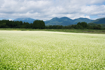 蕎麦の花と蒜山～大山の山並み　(岡山県真庭市蒜山地域より撮影)