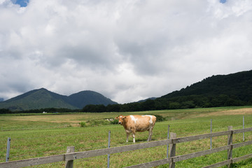 蒜山高原　ジャージー牛のいる牧場(岡山県真庭市蒜山地域)