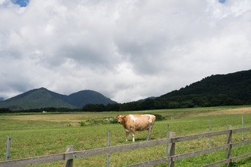蒜山高原 ジャージー牛のいる牧場 岡山県真庭市蒜山地域 Wall Mural Kozo 蒜山高原 ジャージー牛のいる牧場 岡山県真庭市蒜山地域 Wall Mural Kozo