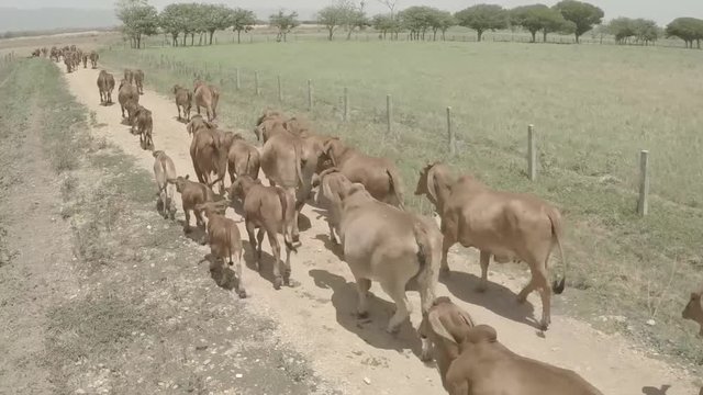 Aerial view of cows, horses, palms and plains