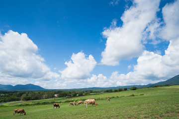 蒜山高原　ジャージー牛のいる牧場(岡山県真庭市蒜山地域)
