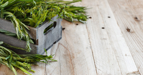 Fresh raw italian chicory, Puntarelle