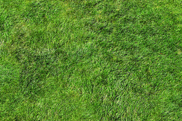 Green lawn as texture or grass background