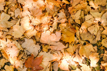 Solar glare on last year's yellow maple leaves as texture or leaves background.