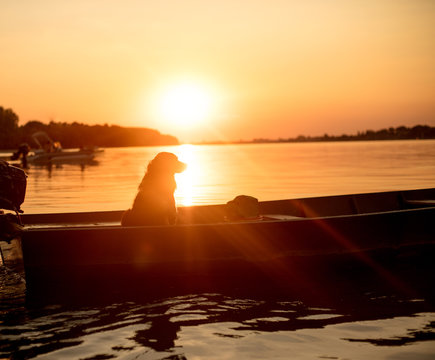 silhouette of a dog in a beach boat on sunset