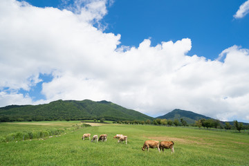 Fototapeta na wymiar 蒜山高原　ジャージー牛のいる牧場(岡山県真庭市蒜山地域)