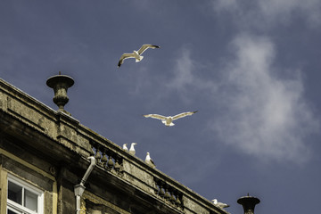 Gaivotas