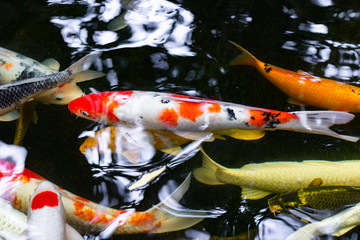 Beautiful koi fish swimming in the pond