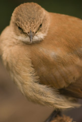 furnarius rufus