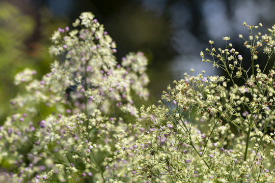 Rosa Blumen - Makro der Pr&auml;chtigen Wiesenraute (Thalictrum rochebrunianum 'Elin' )