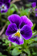 Vibrant Purple Flower