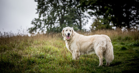 Fototapeta premium The Golden Retriever