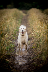 The Golden Retriever