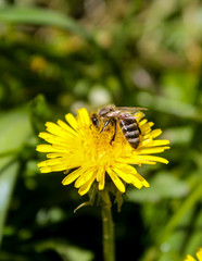 Dandelion bee