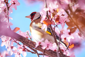 European goldfinch (Carduelis carduelis) sitting on a cherry tree branch in blossom