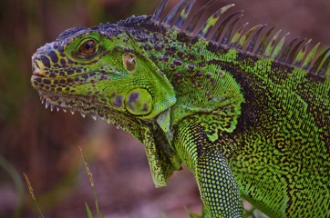 Close up of a large green iguana