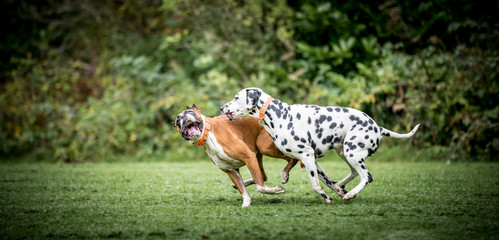 Dogs Playing