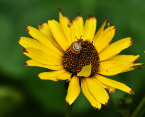 Fototapeta wspaniały mały ślimak na żółtym kwiecie obraz