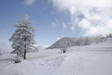 Fototapeta na wymiar Winter wonderland in the snowy mountains near Kusatsu Onsen, Japan