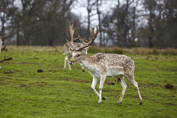 Fallow deer