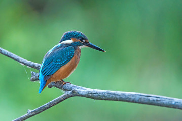 Kingfisher or Alcedo atthis perches on branch