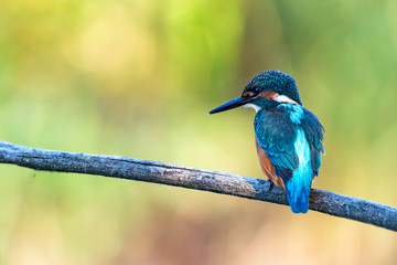 Kingfisher or Alcedo atthis perches on branch