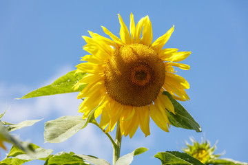 Yellow blooming sunflower