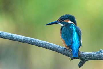 Kingfisher or Alcedo atthis perches on branch