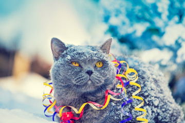Portrait of a Blue British Shorthair cat wrapped in serpentine sitting outdoors on the snow in winter 