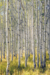 Aspen trees in the fall