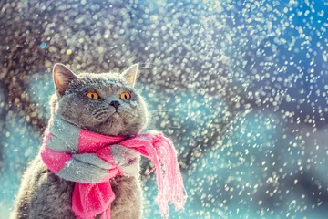 Tuinposter Portret van een blauwe Britse korthaar kat die de gebreide sjaal draagt. Kat zit buiten in de sneeuw in de winter tijdens sneeuwval © vvvita